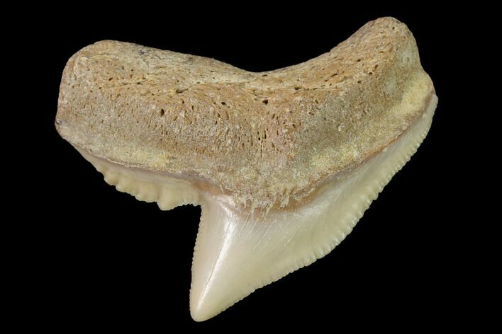 Fossil Tiger Shark (Galeocerdo) Tooth - Aurora, NC #143937